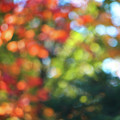 Autumn Daze
