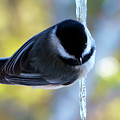 Chickadees on Ice, Portrait