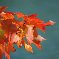 Fire and Water, Autumn Maple Leaves