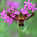 Hover Hummingbird Clearwing Moth on Catchfly