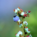 Wild Blueberries